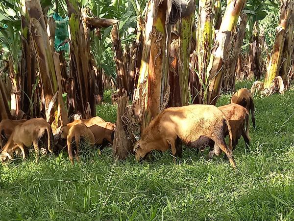 Des moutons pour contrôler l’enherbement des bananeraies © Nadine Andrieu, Cirad