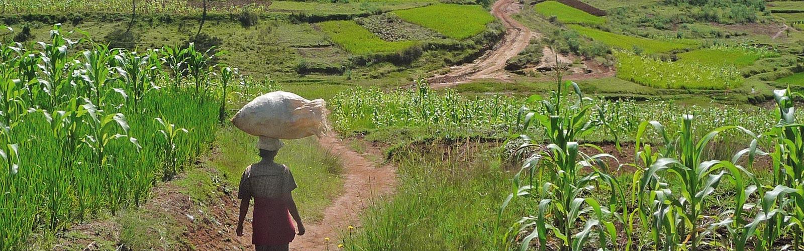 Paysage de riz pluvial, Madagascar.  © J. Dusserre, Cirad