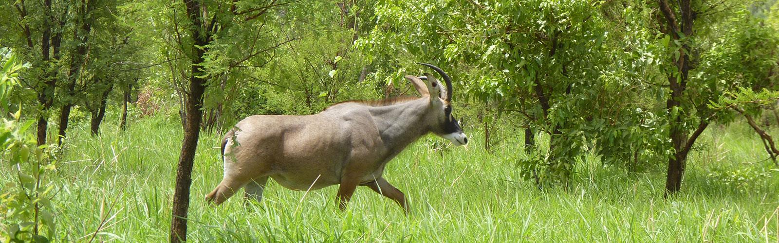 Antelope in Pendjari National Park at the start of the rainy season, Benin P. Marnotte © CIRAD