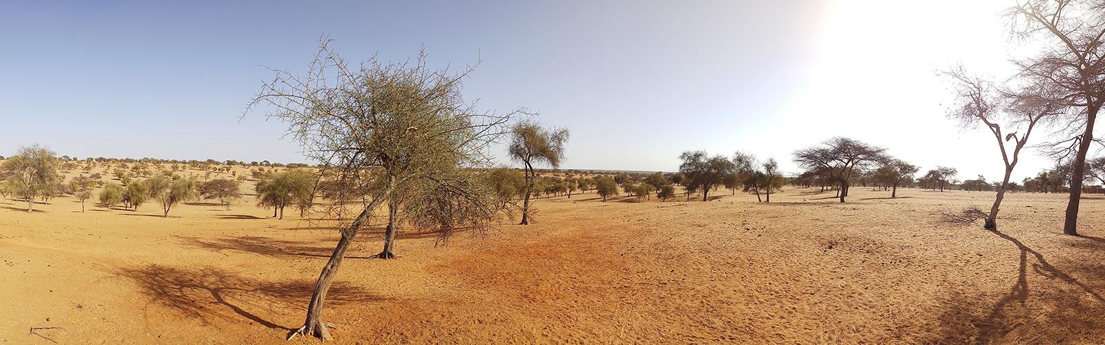 Silvo-pastoral zone during the dry season, Ferlo, Senegal © S. Taugourdeau, CIRAD