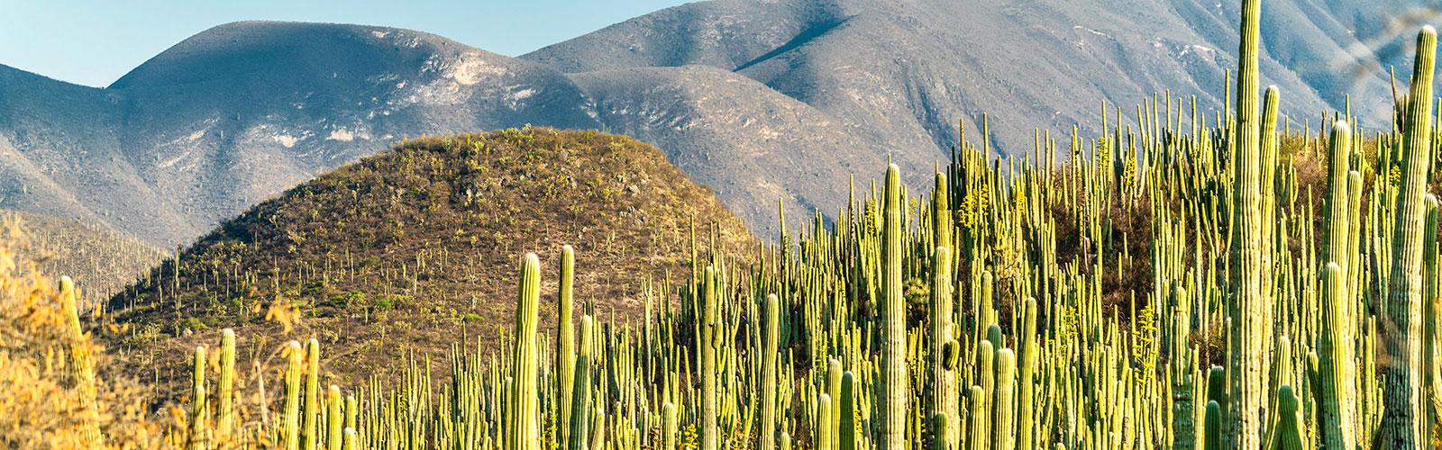 Tehuacán-Cuicatlán biosphere reserve, Mexico © L. Andronov, Adobe Stock