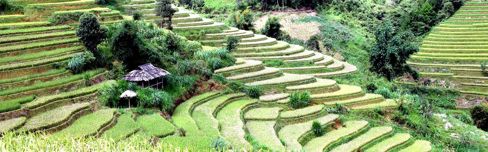 Rice terraces in northern Vietnam © P. Girard, CIRAD