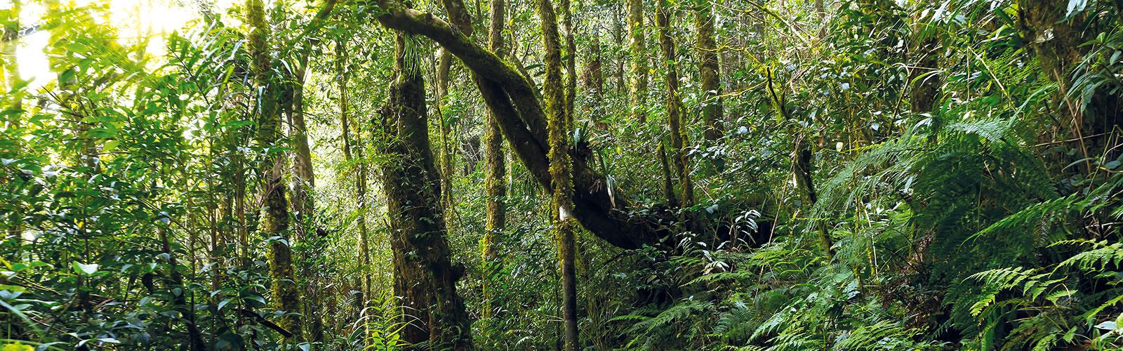 Natural rainforest, Kinabalu park, Malaysia © Mrfiza, Adobe Stock