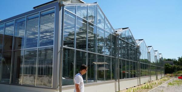 Les serres Abiophen au Cirad de Montpellier © V. Bonneaud, Cirad