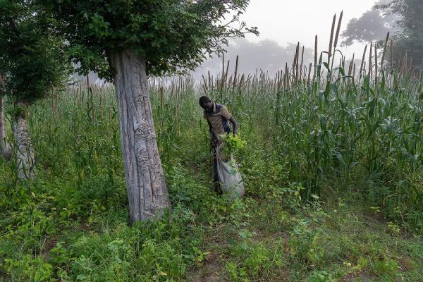 Au petit matin, cueillette de fourrage pour nourrir le bétail. Niakhar, département de Fatick, Sénégal. Octobre 2019 © Bastien Defives