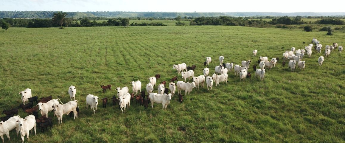 Elevage bovin_drone_Amazonie © R. Poccard-Chapuis, Cirad