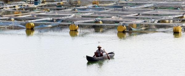 Elevage piscicole sur le lac Batur à Bali en Indonésie © A. Rival, Cirad