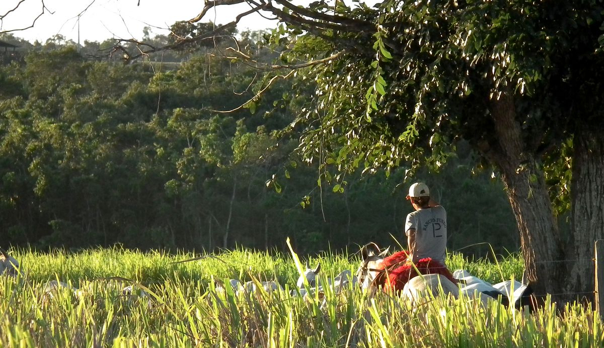 Un jeune éleveur qui regarde au loin, Amazonie © R. Poccard-Chapuis, Cirad