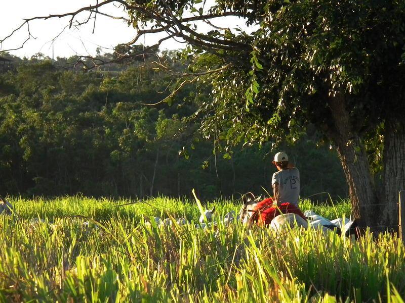 Alors que l'Etat du Para au Brésil accuse une hausse de 25 % de la déforestation en 2020, la commune de Paragominas, au coeur de cet Etat, rapporte les chiffres de déforestation les plus bas de son histoire. Là-bas, le Cirad et ses partenaires travaillent à développer une agriculture productive en harmonie avec les politiques de conservation de la forêt © R. Poccard-Chapuis, Cirad