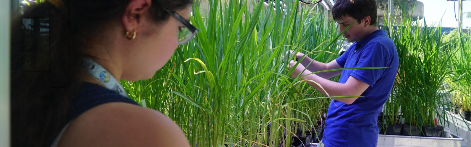 Des étudiants travaillent dans la serre Abiophen au Cirad de Montpellier © Cirad, V. Bonneaud