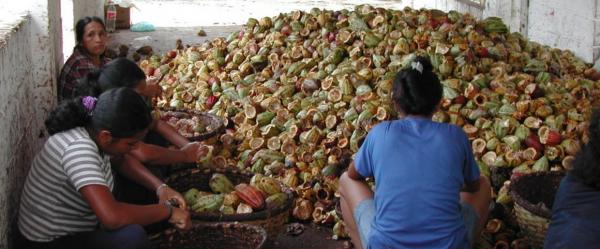 Women splitting cocoa pods (Vietnam) © E. Cros, CIRAD