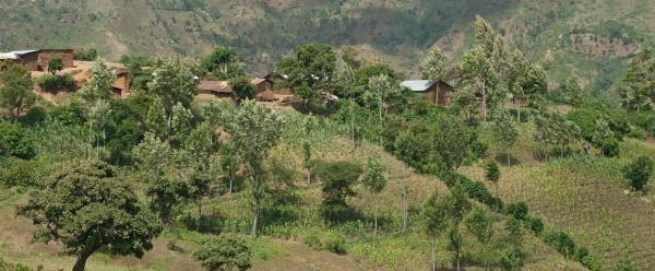 Fermes dans les Monts Usambara, en Tanzanie © Rik Schuiling, TropCrop-TCS