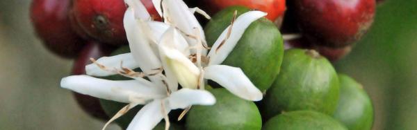 Coffee flower © F. Ribeyre, CIRAD