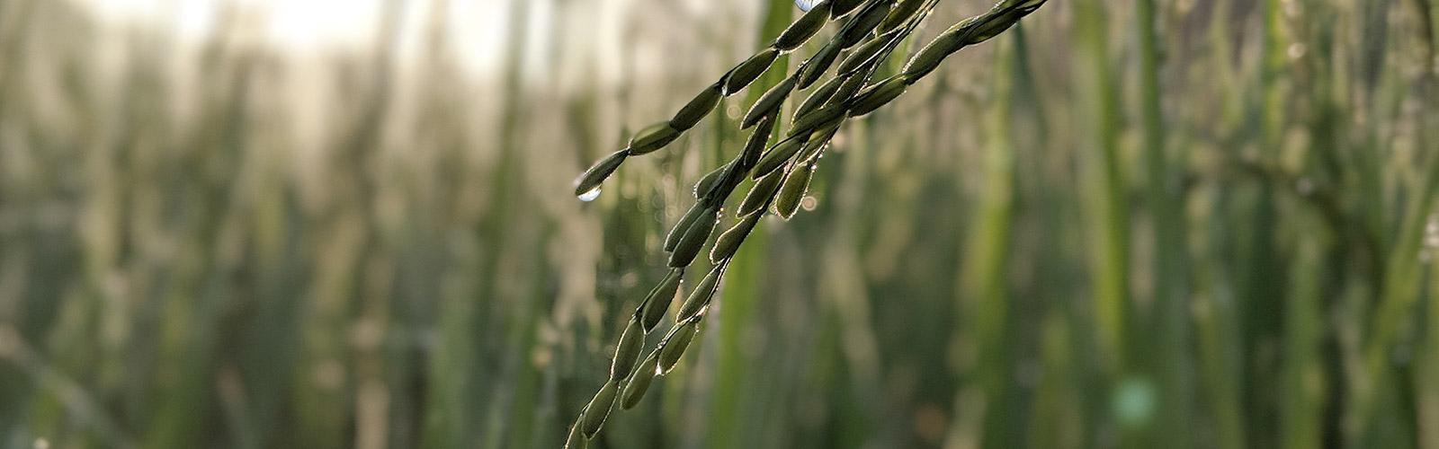 Rice value chain © Adaivorukamuthan, Unsplash