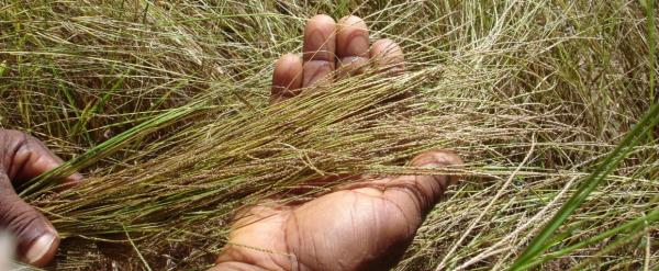 Fonio, one of Africa's oldest cereals © J-F. Cruz, CIRAD