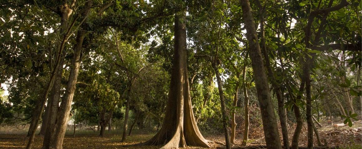 Forêt de la région de Casamance, au Sénégal © R. Belmin, Cirad