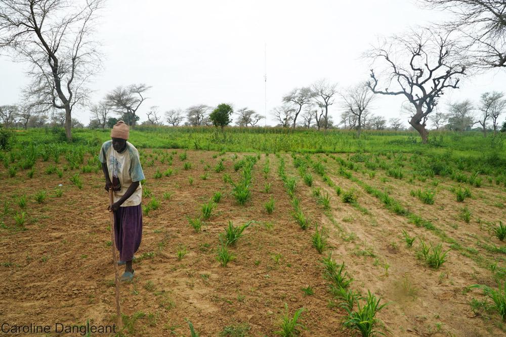 Mil cultivé en agroforesterie, une pratique agroécologique à développer au Sahel © C. Dangléant, Cirad