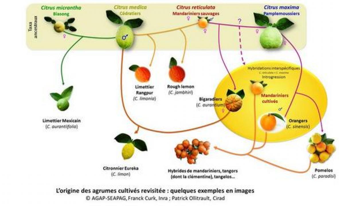 Généalogie des agrumes © F. Curk, Inra - P. Ollitrault, Cirad