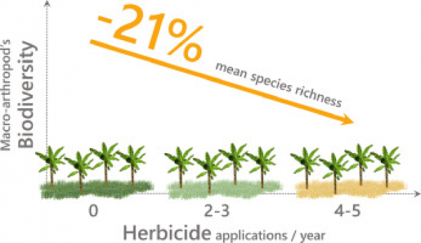 Reduction in soil invertebrate biodiversity in the banana plots studied, depending on glyphosate application frequency