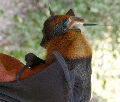 En équipant 14 chauves-souris de balises GPS pour suivre leurs déplacements, les scientifiques ont démontré l’appétence des chiroptères pour les fruits présents dans les jardins des populations locales © J. Cappelle, Cirad