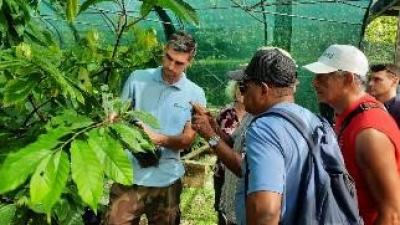 Greffage des cacaoyers © Cirad & CTG