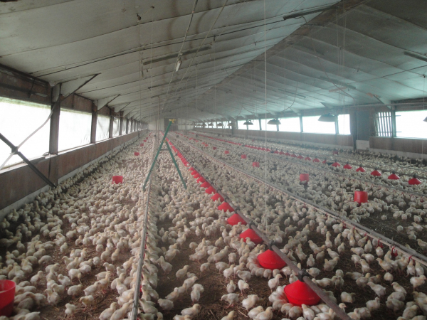 Poussins dans un élevage français de poulet de chair standard © Claire Hautefeuille