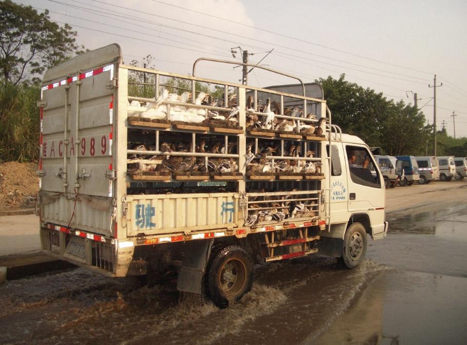 Transport de volailles vivantes vers les marchés de grossistes dans la province chinoise du Guangxi © Cirad, Marisa Peyre