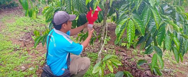 Le piège Brocap® contre le scolyte du caféier, une solution issue d'une étroite collaboration entre scientifiques, fabricants et distributeur ©  B. Dufour, Cirad