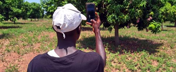 Test de la solution numérique PixFruit dans un champs de manguiers en Côte d'Ivoire © J.-M. Koffi, CNRA