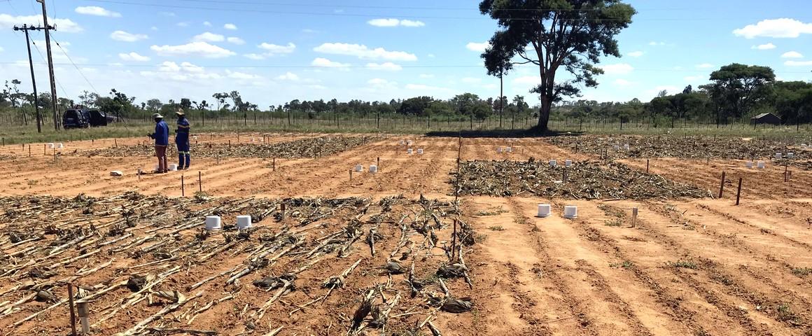 Albedo measurements will be taken in Zimbabwe in conservation and conventional agriculture plots managed by CIMMYT © R. Cardinael