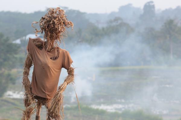 After Amazonia and Africa, it is now Indonesia that is engulfed in flames. In Sumatra in particular, the culprit is the traditional practice of clearing agricultural land by burning © A. Rival, CIRAD