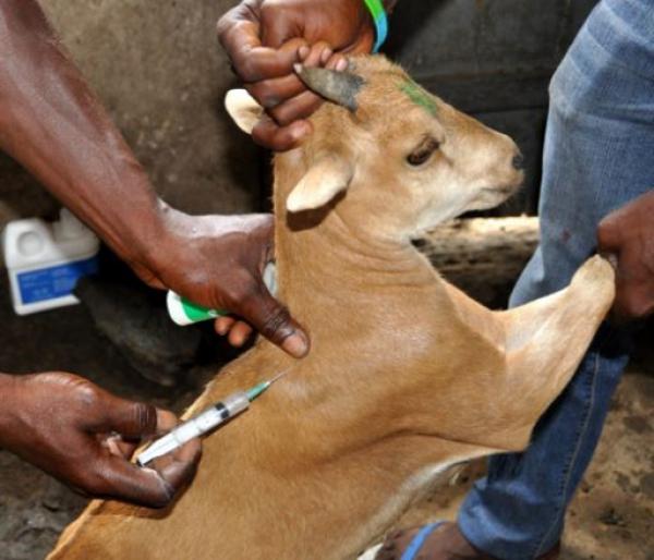 Vaccination d’une chèvre contre la PPR © Renaud Lancelot, Cirad