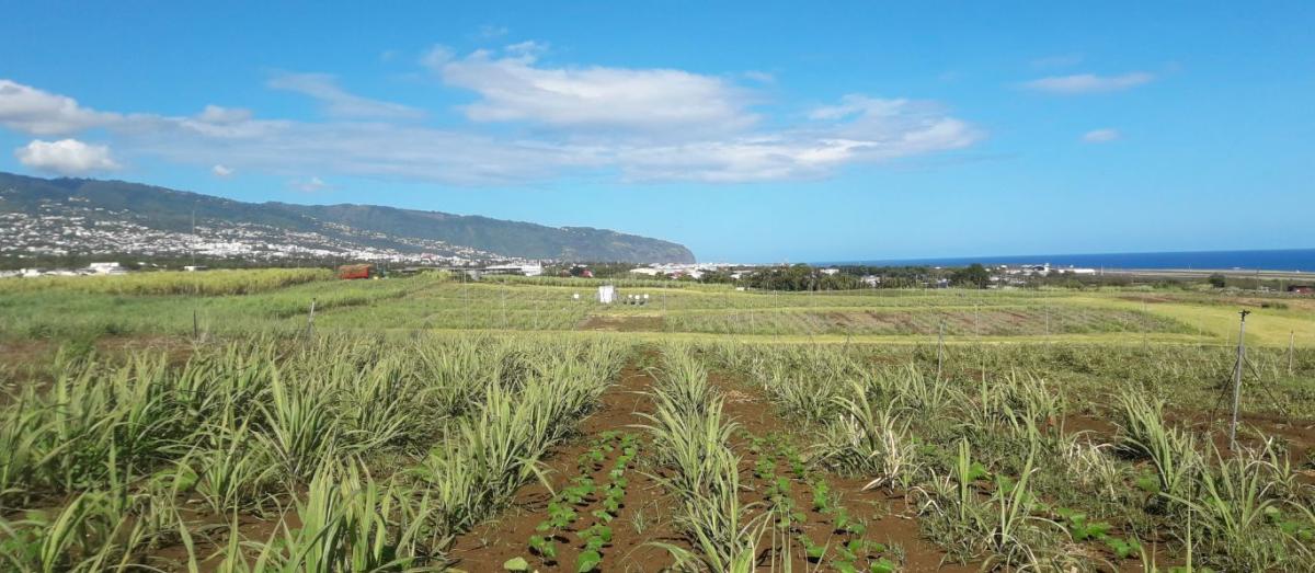 Rows of sugarcane with two lines of jack beans (Canavalia ensiformis) as a companion plant © Mathias Cristina, CIRAD