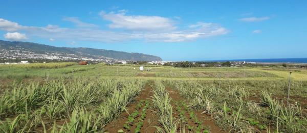 Rows of sugarcane with two lines of jack beans (Canavalia ensiformis) as a companion plant © Mathias Cristina, CIRAD