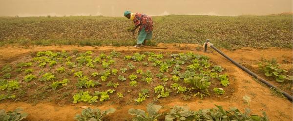 With climate change, rainfall is becoming increasingly irregular. In Guédé, Senegal, a women's group has attempted to adapt by installing a so-called "Californian-type" irrigation system. This consists of a buried pipe connecting a motor pump to the top of a plot, and serves to reduce water losses and save on fuel © R. Belmin, CIRAD