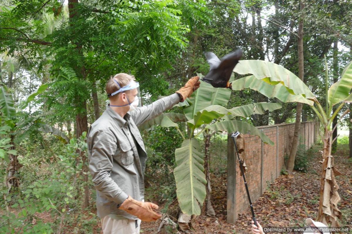 Lâcher de chauve-souris équipée de GPS © J. Cappelle, Cirad