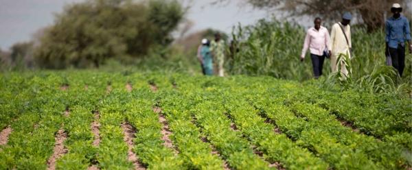 Association entre l'arachide et le niébé, deux légumineuses, à Ndiob au Sénégal © R. Belmin, Cirad