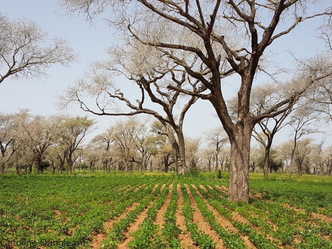 Les projets Cirad issus et programme européen DeSIRA