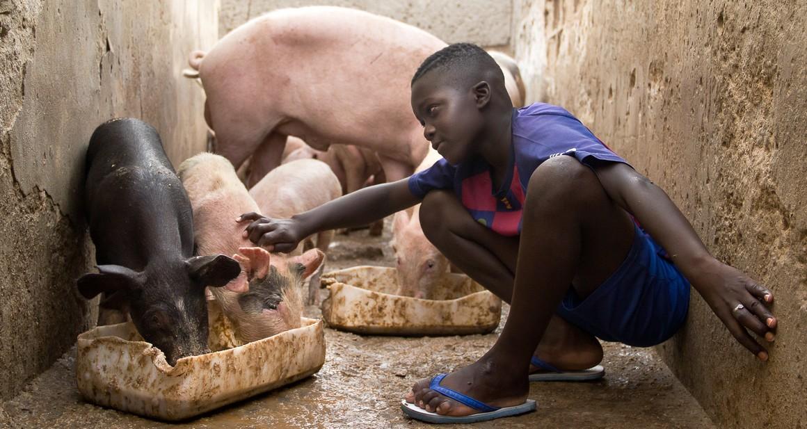 La santé humaine, animale et environnementale est interconnectée © R. Belmin, Cirad