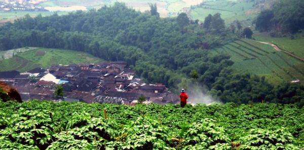 In the light of climate change, crop genetic diversity acts as a rampart to guarantee the productivity and resilience of food and farming systems © R. Bourgeois, CIRAD