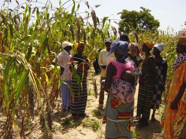 Sélection participative du Sorgho au Burkina Faso © G. Trouche, Cirad