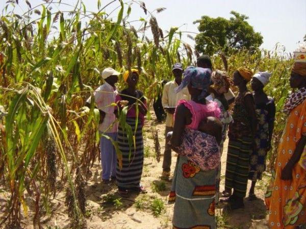 Participatory sorghum breeding in Burkina Faso © G. Trouche, CIRAD