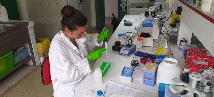 Laboratory experiment by Marine Seidel, PhD student, on black cercosporiosis of banana to design innovative control methods © CIRAD