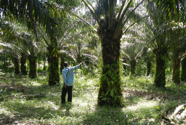 The general cooperation signed on 8 December by CIRAD and the Belgian development agency Enabel paves the way for collaboration between the two organizations on the ground in Africa, on agricultural, forest and agrifood issues. Photo © C. Bessou, CIRAD