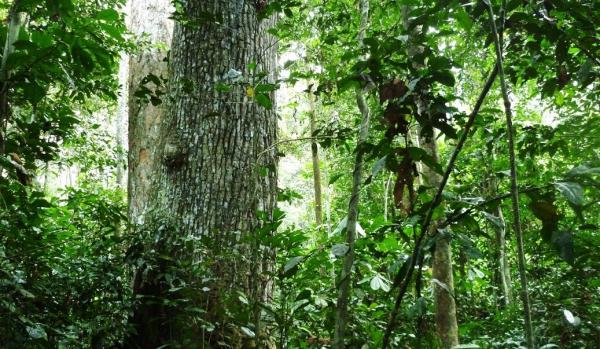 Les forêts d’Afrique centrale constituent le deuxième plus grand massif mondial de forêts denses humides © S. Gourlet-Fleury, Cirad