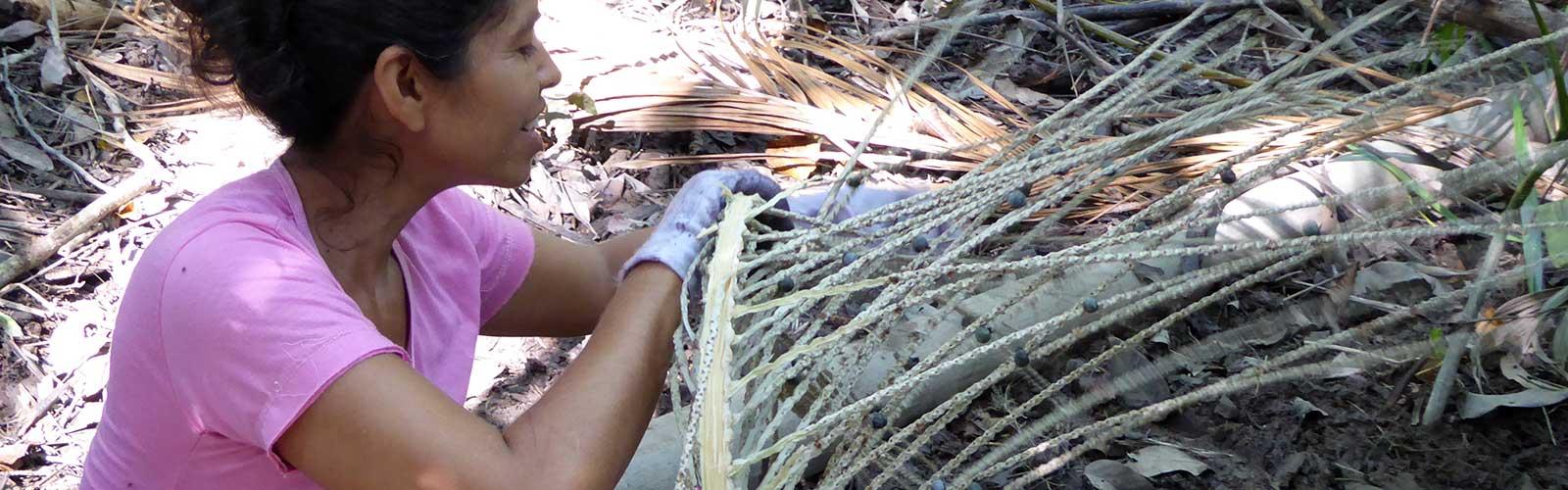 Egrappage de l'açaí en forêt. © N. Cialdella, Cirad