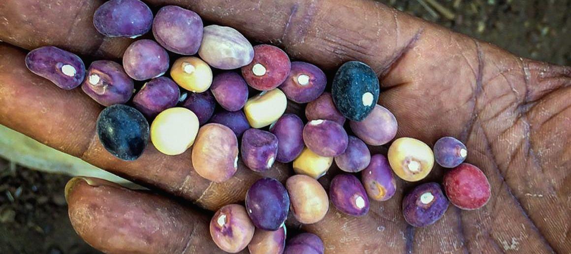 Diversité du pois de terre dans le sud-est du Sénégal (région de Kédougou) © V. Labeyrie, Cirad