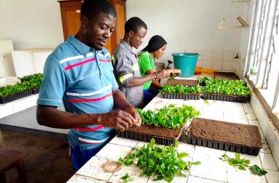 Multiplication par boutures des hybrides d'Arabica à l'IRAD au Cameroun © H. Étienne, Cirad