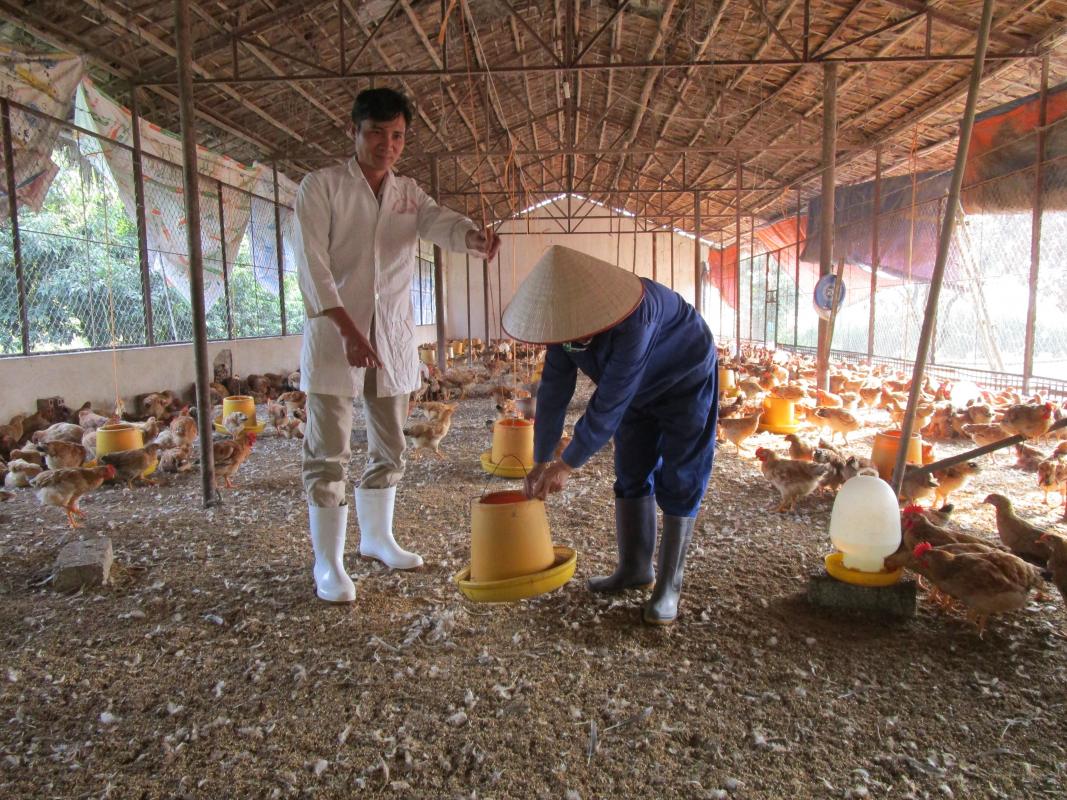 Elevage de poulets au Vietnam. © Nguyen Van Dai