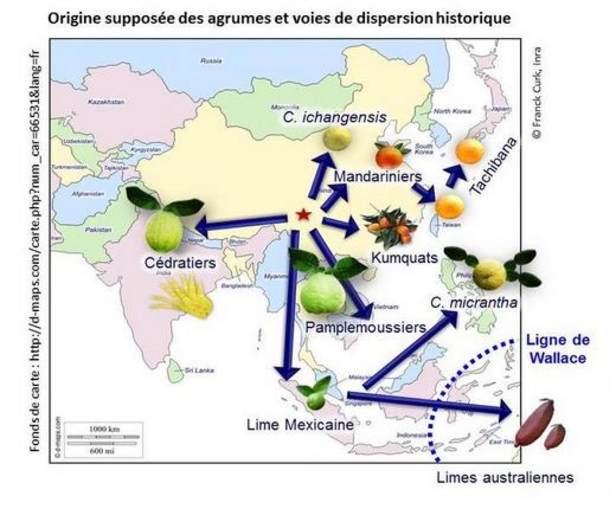 Origine géographique des agrumes et radiation © F. Curk, Inrae